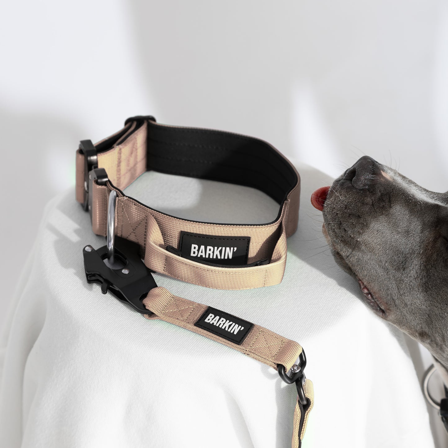 Leash & Collar set