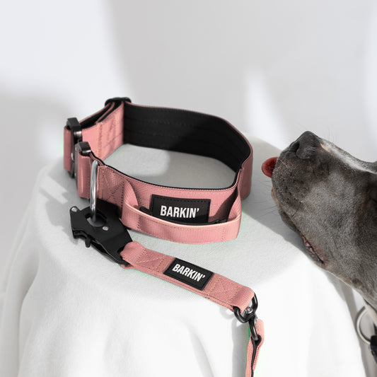 Leash & Collar set